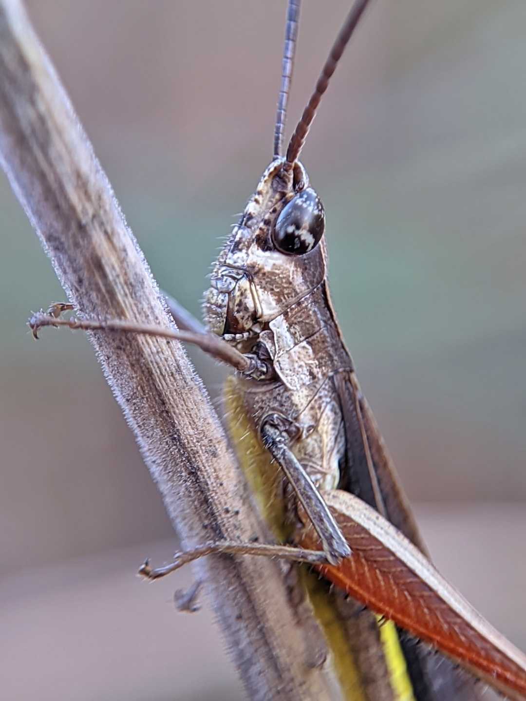 Grasshopper 🦗