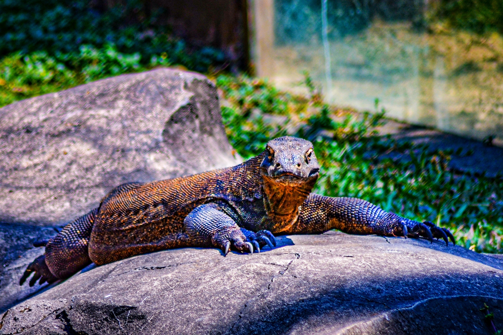 Komodo (the real dinosaur)