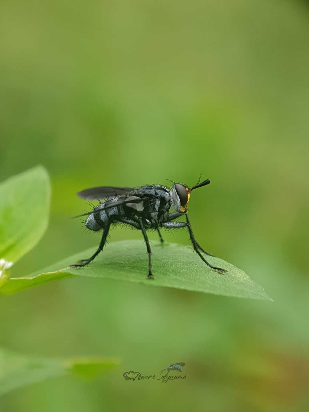 Fly
