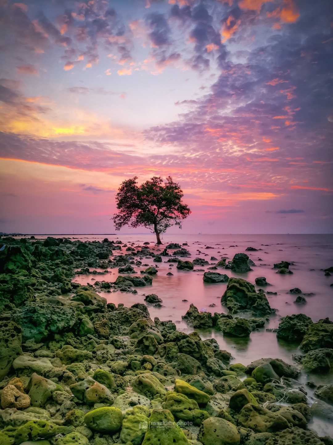 pohon jomblo
