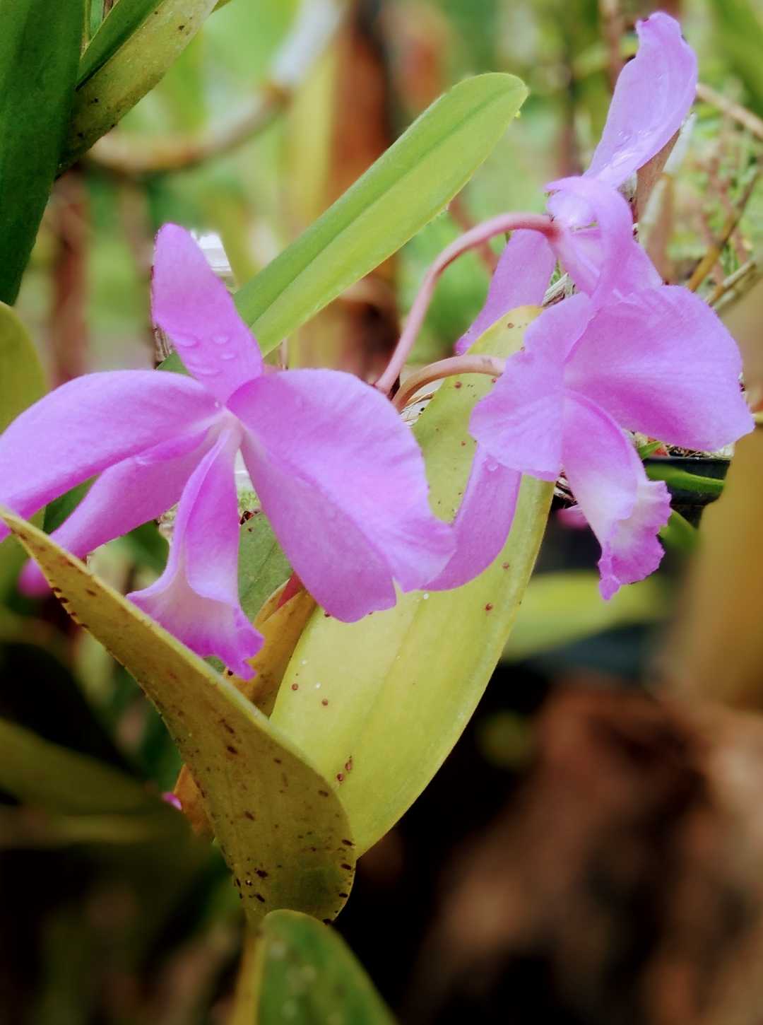 - Cattleya Orchid -