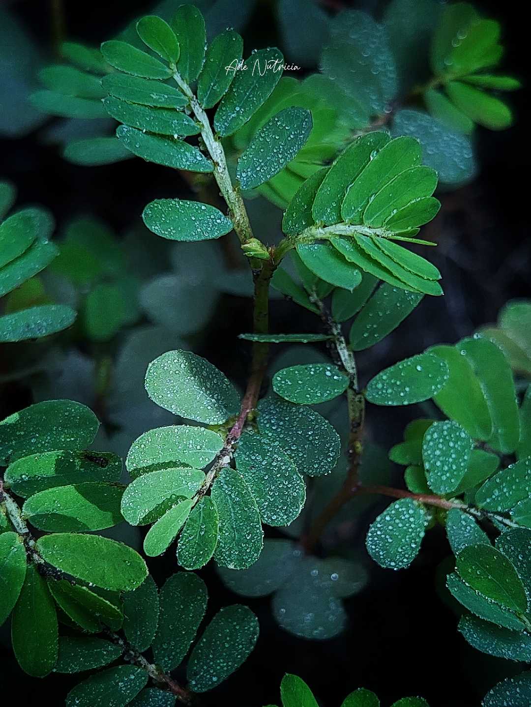 Daun