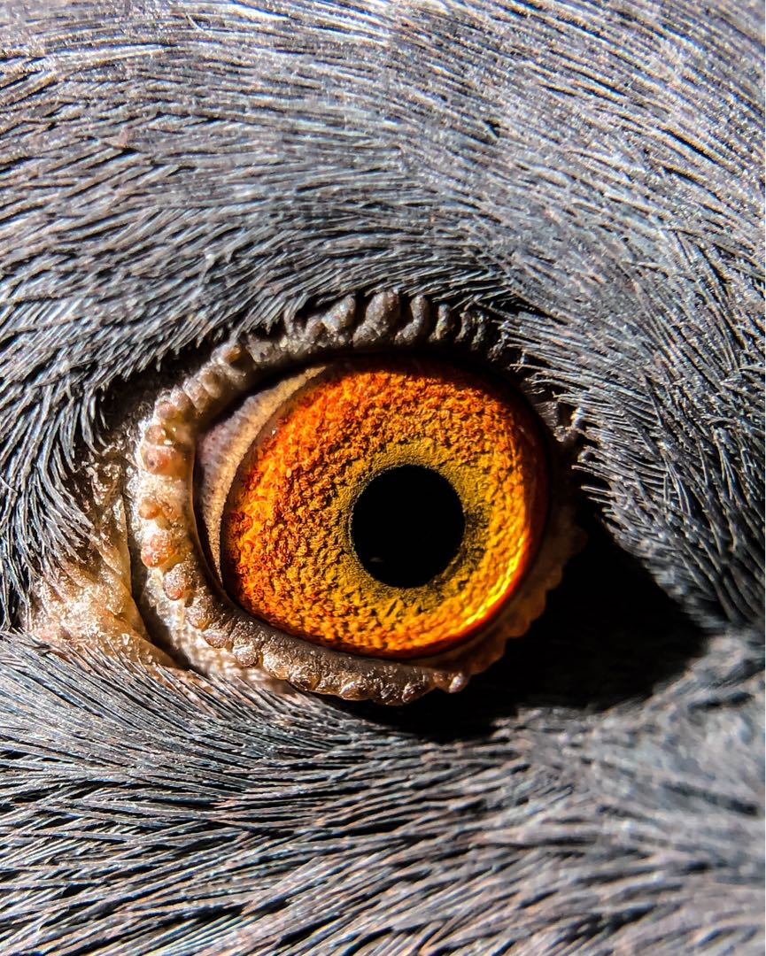 Pigeon eyes || Mata Burung Dara
