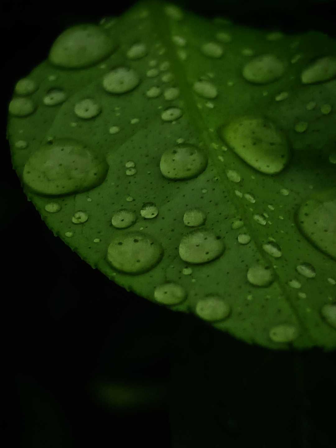 Rain drop on Lemon leaf🌿💦