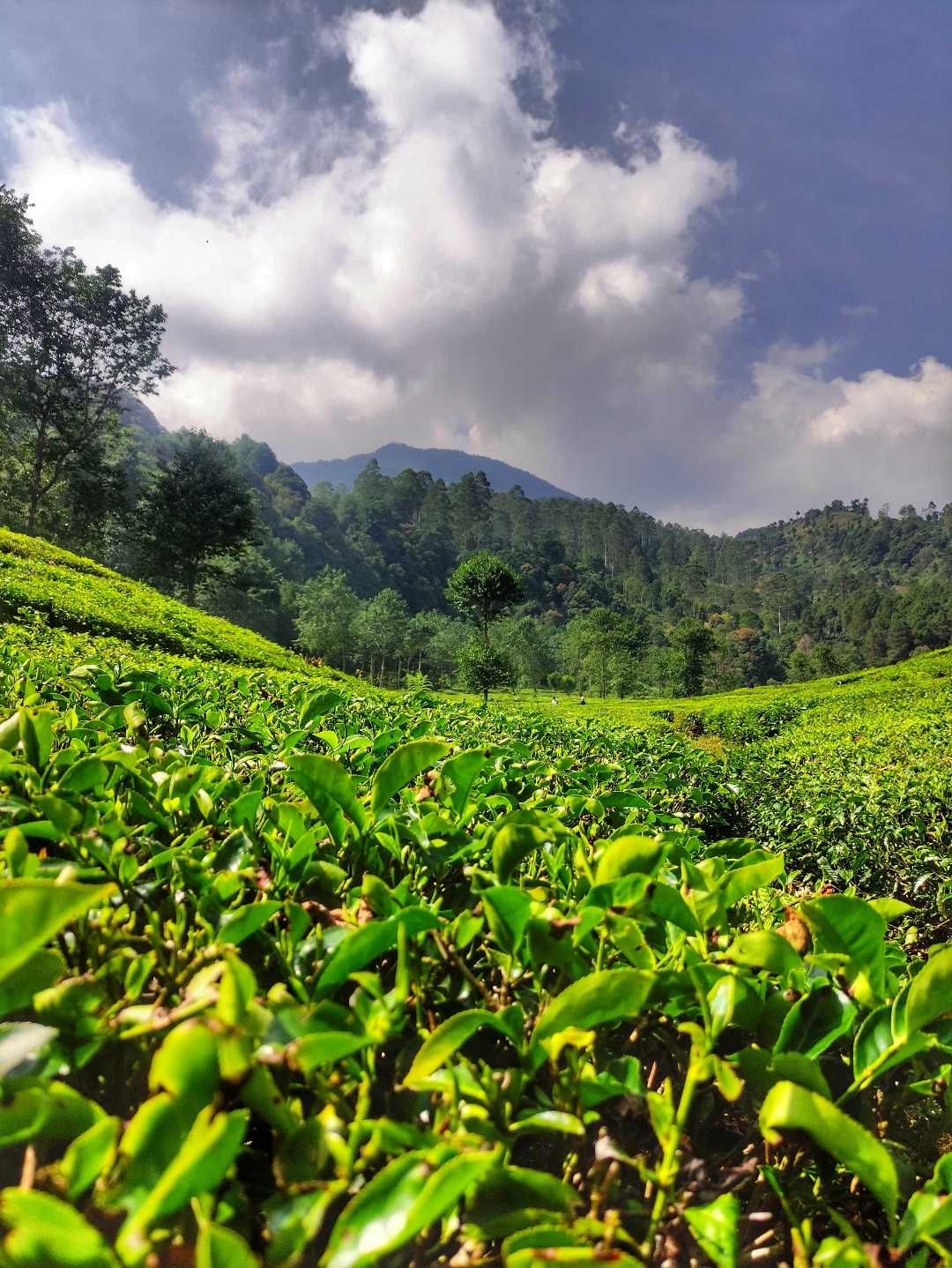 Perkebunan Teh Rancabali