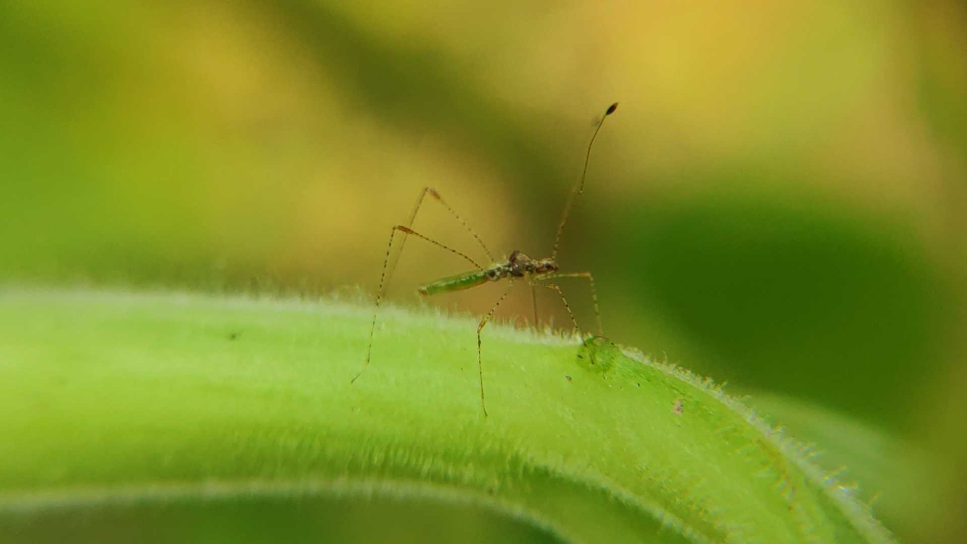 mobile macrophotography