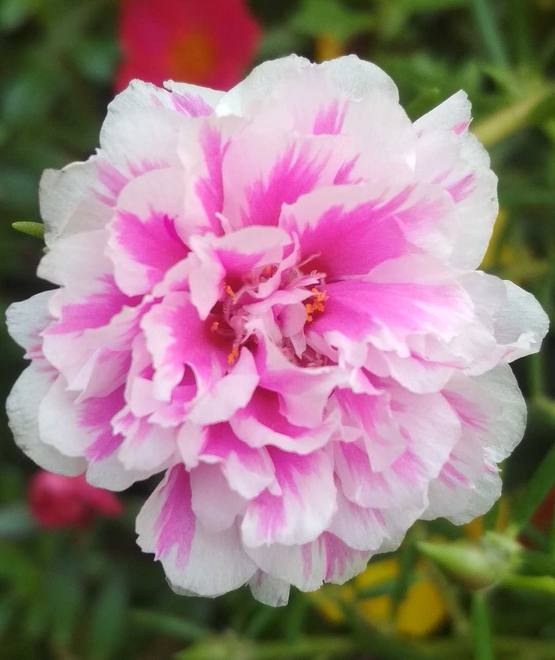 Krokot mawar warna putih pink