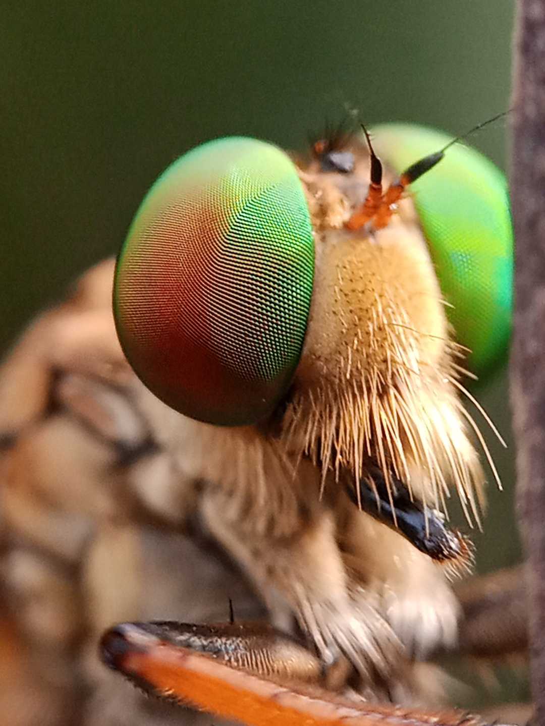 ommatius 