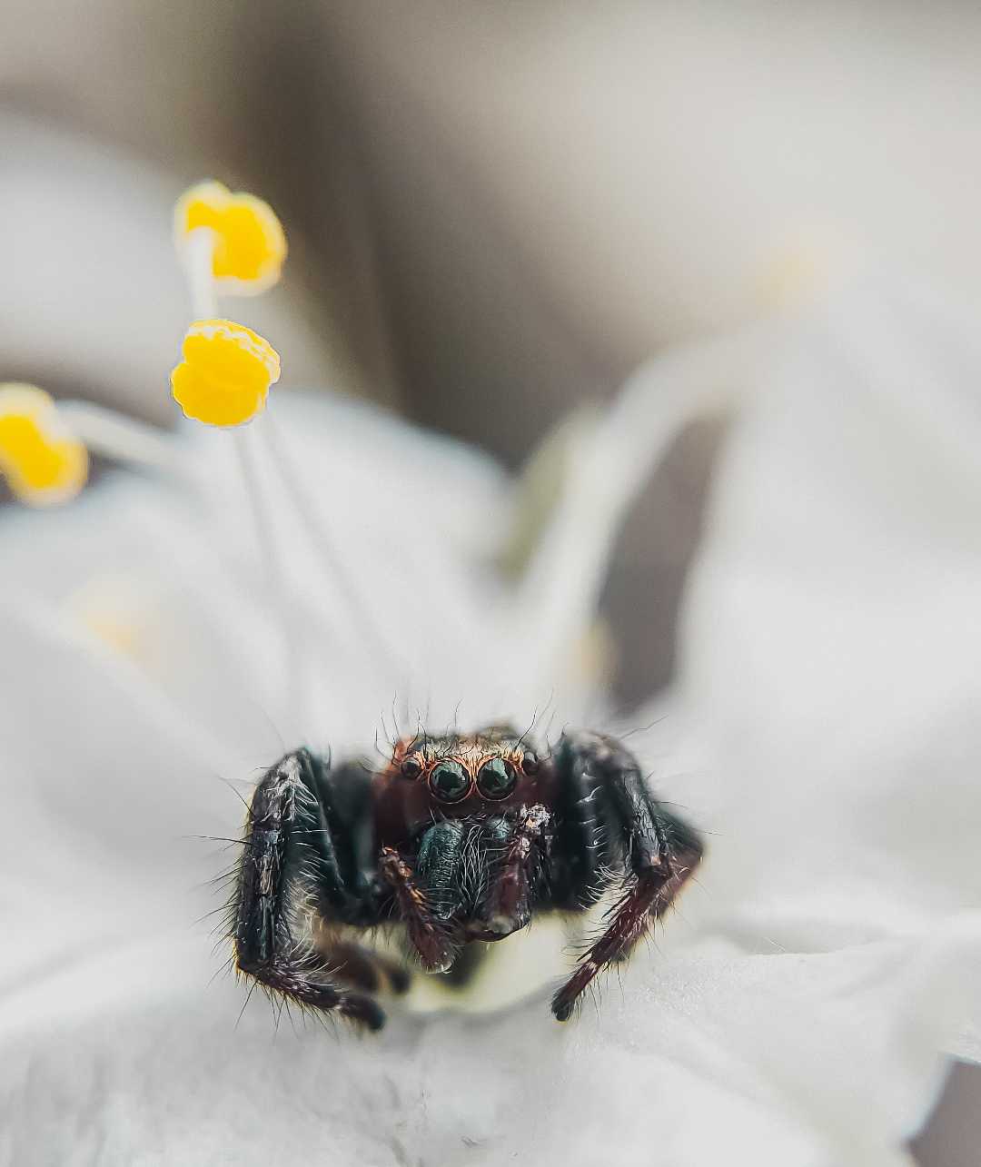 jumping spider 