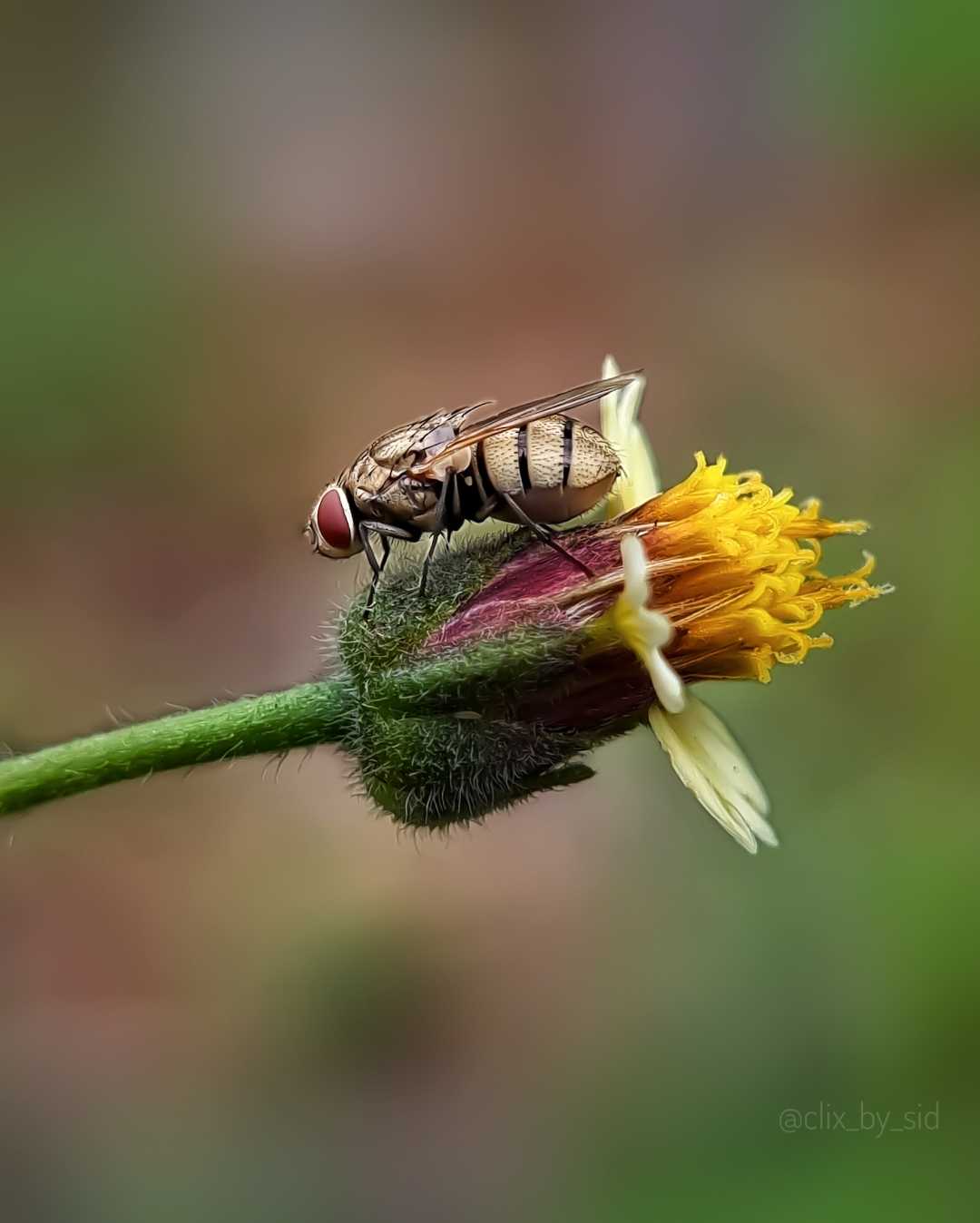 House fly 