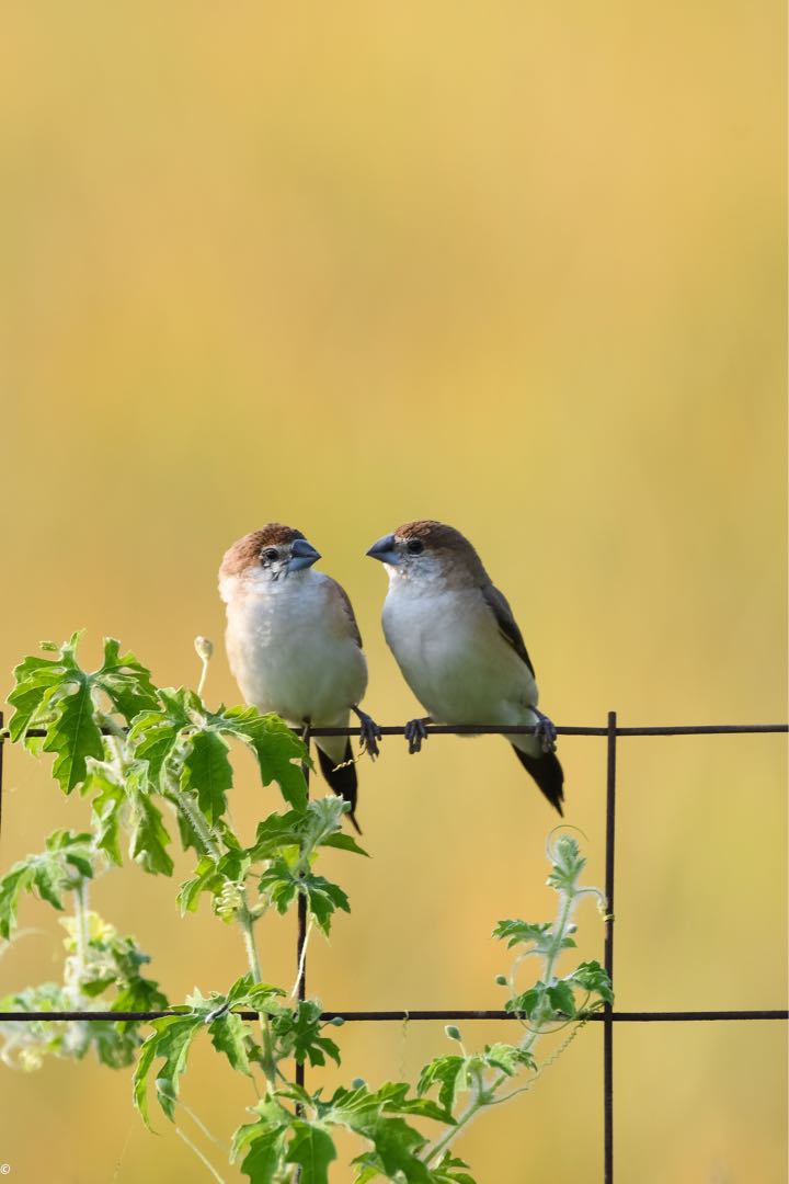 Indian silverbill