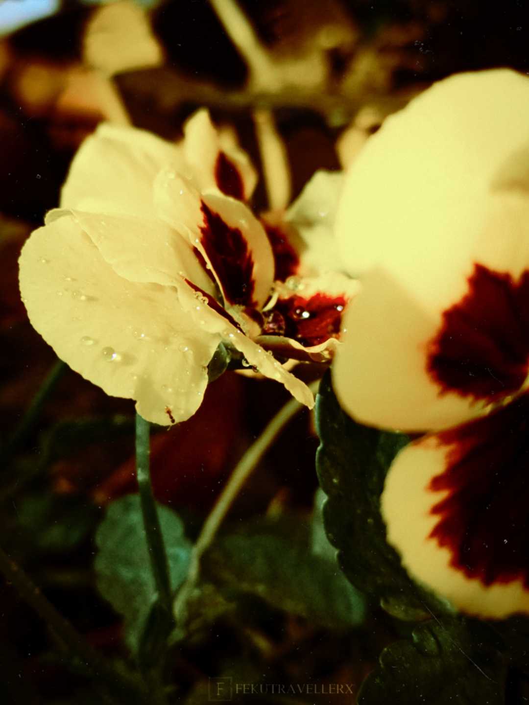 🌻