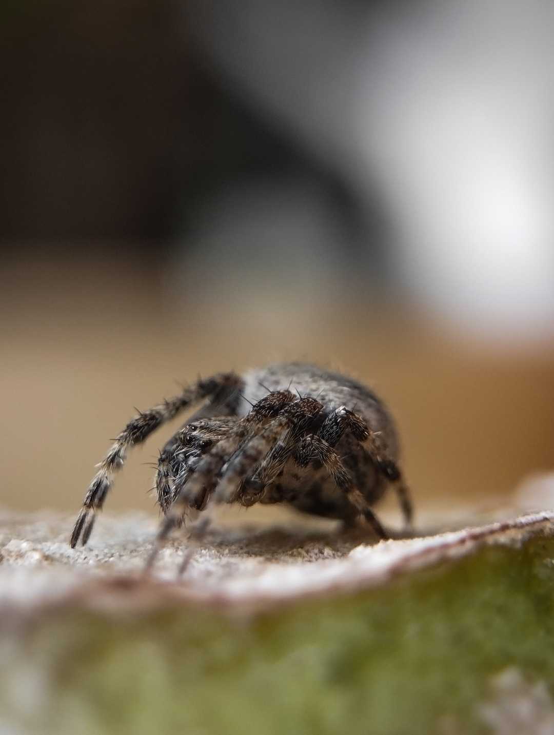 Orb weaver 🕷