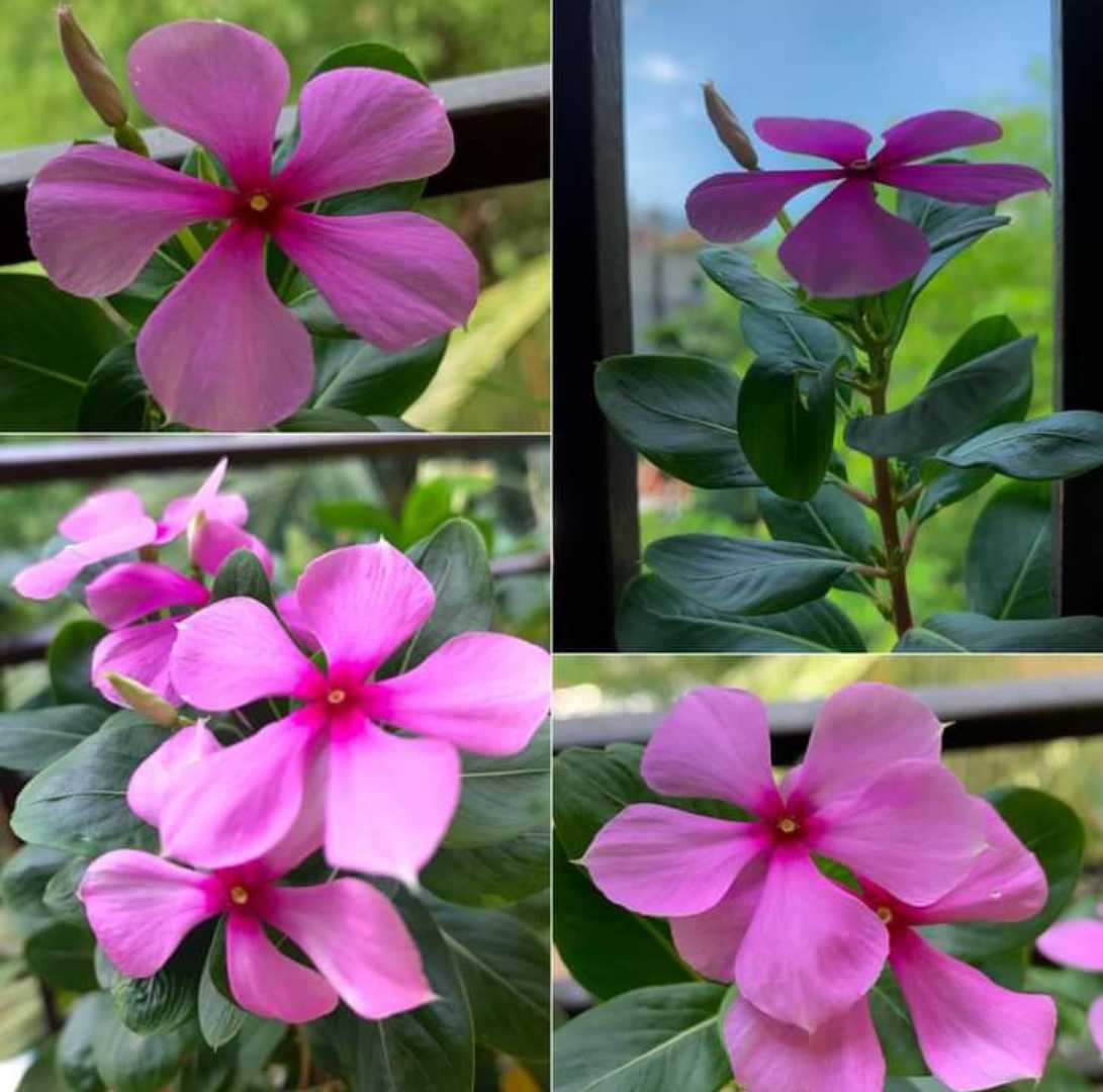 periwinkle flower ♥️