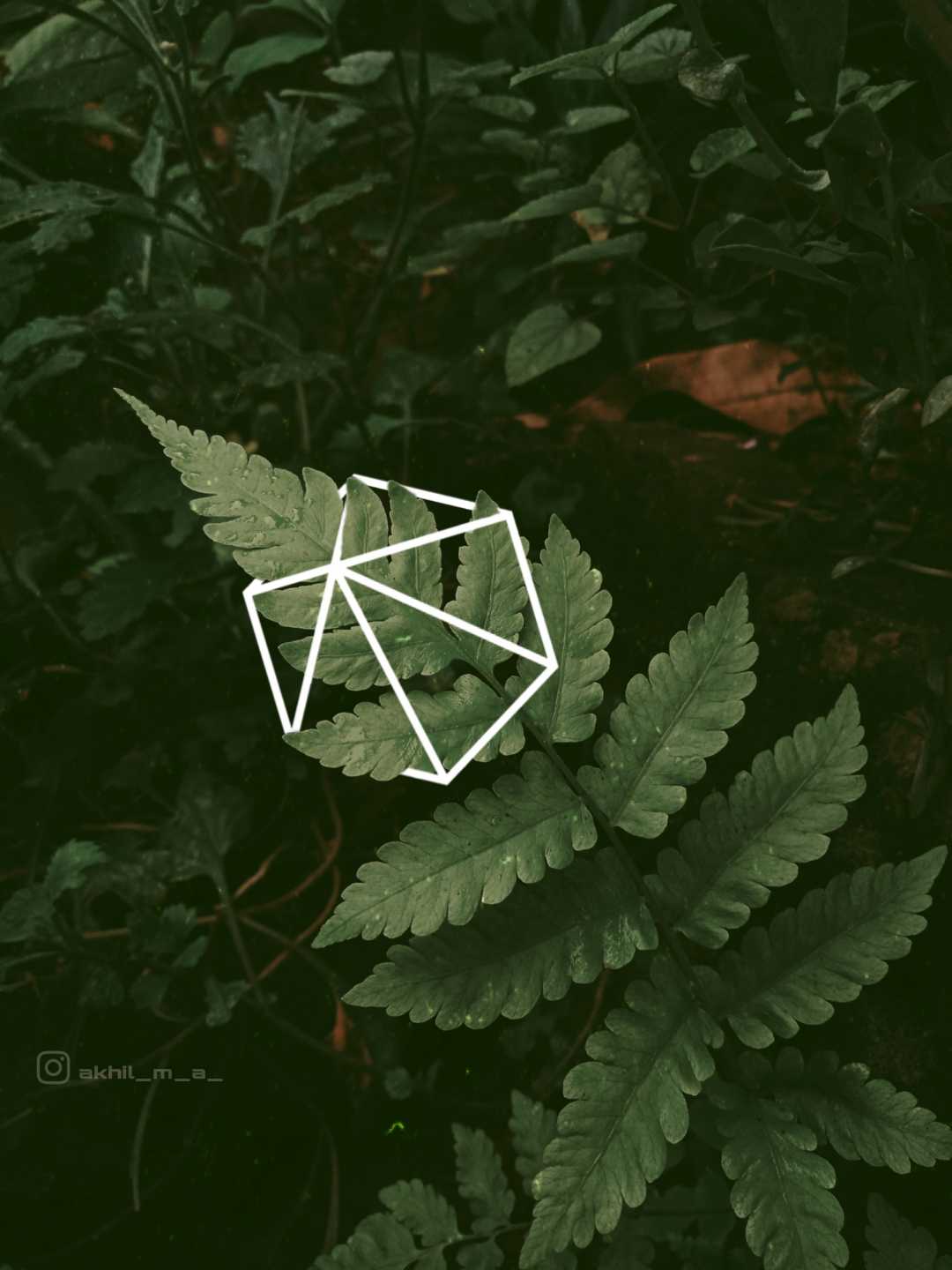 cage🔗