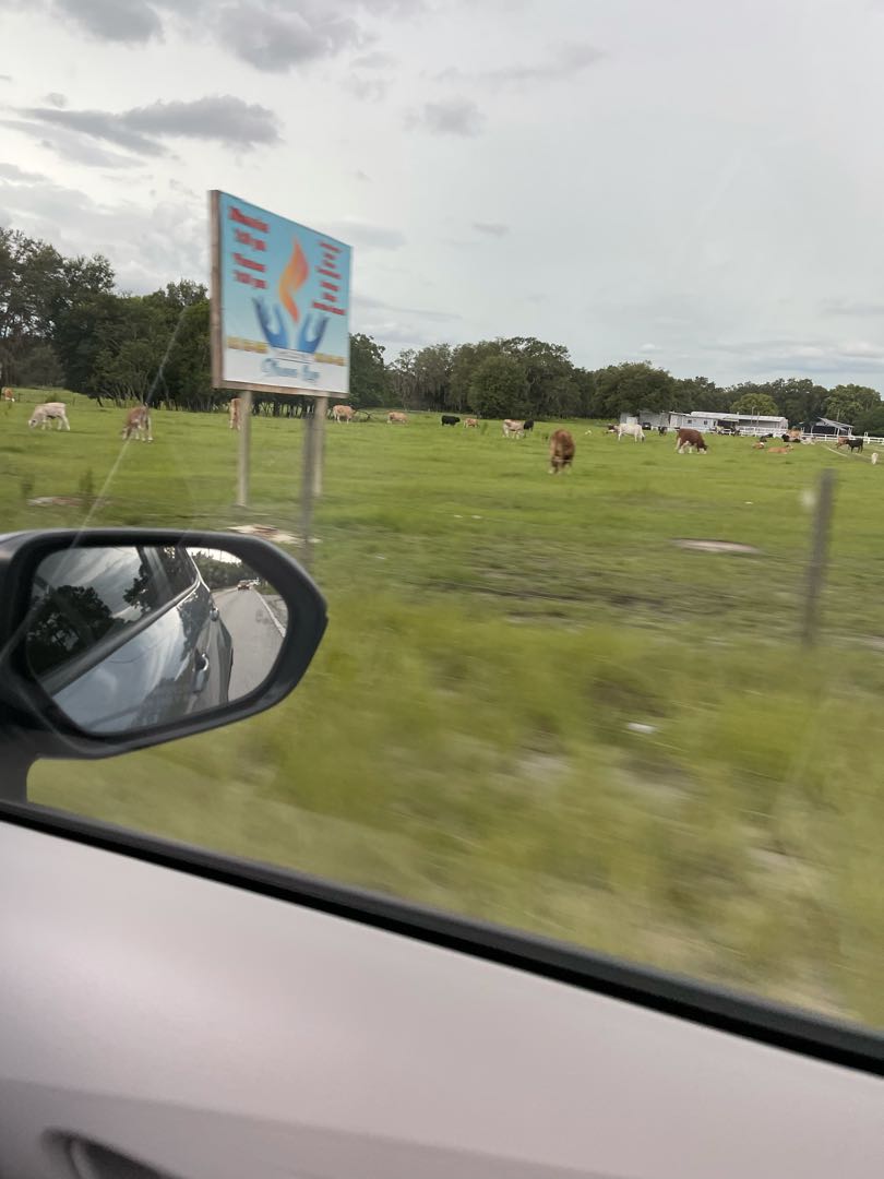 Mooooo 🐮 