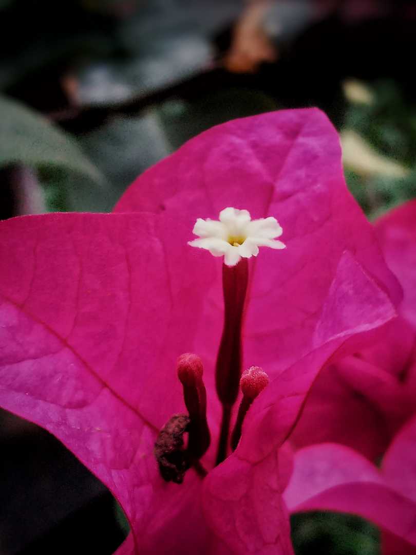 Bunga Bougainville