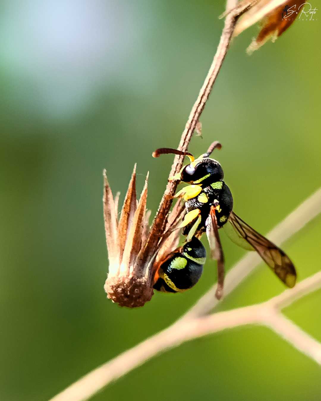 bee