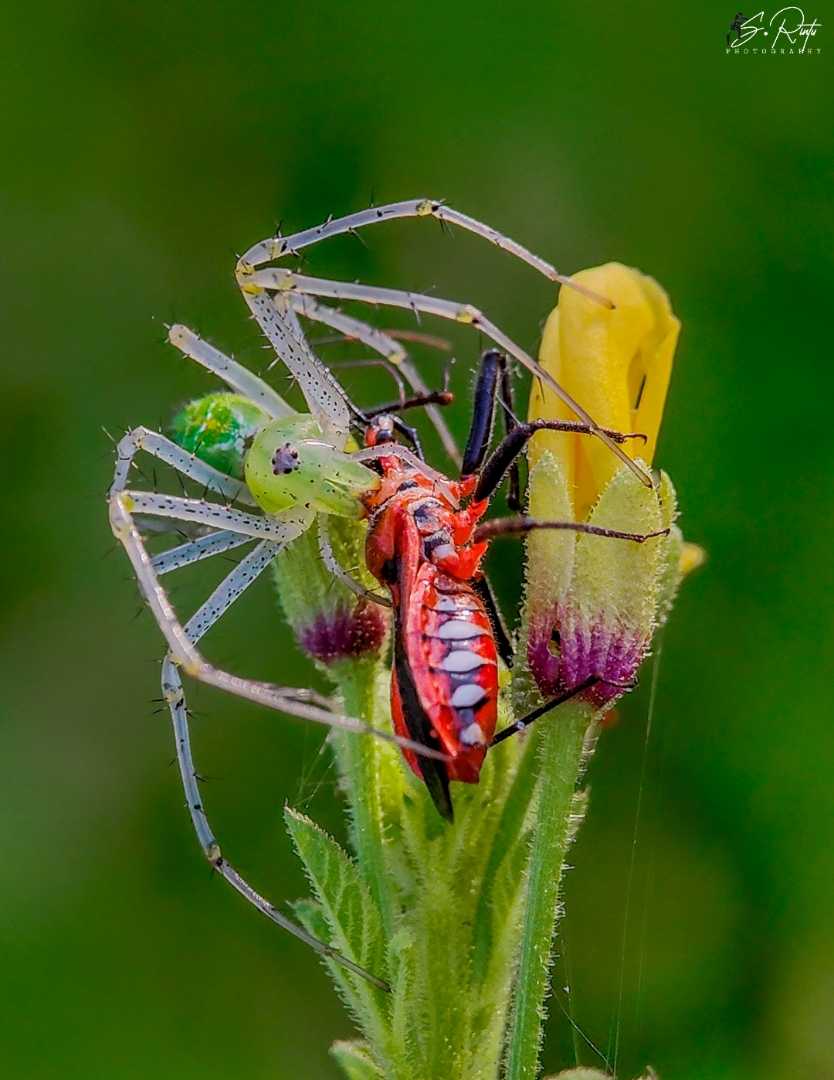 spider with kill
