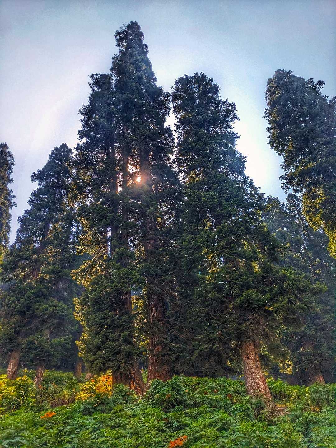 forests 