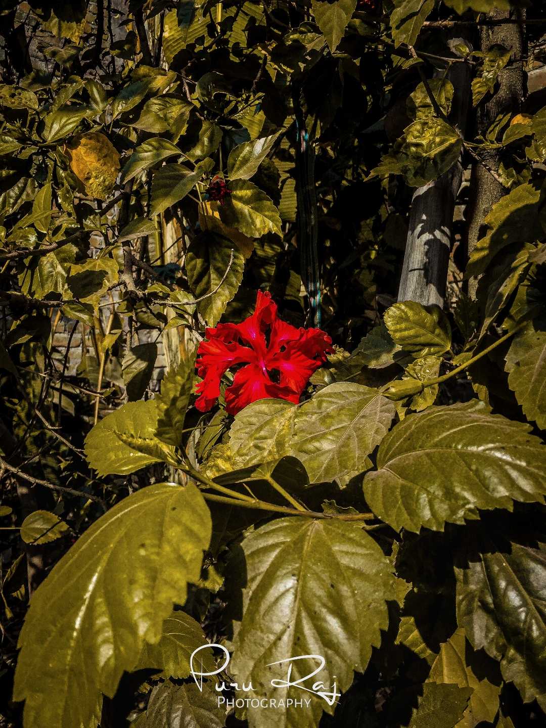 Shoeblackplant