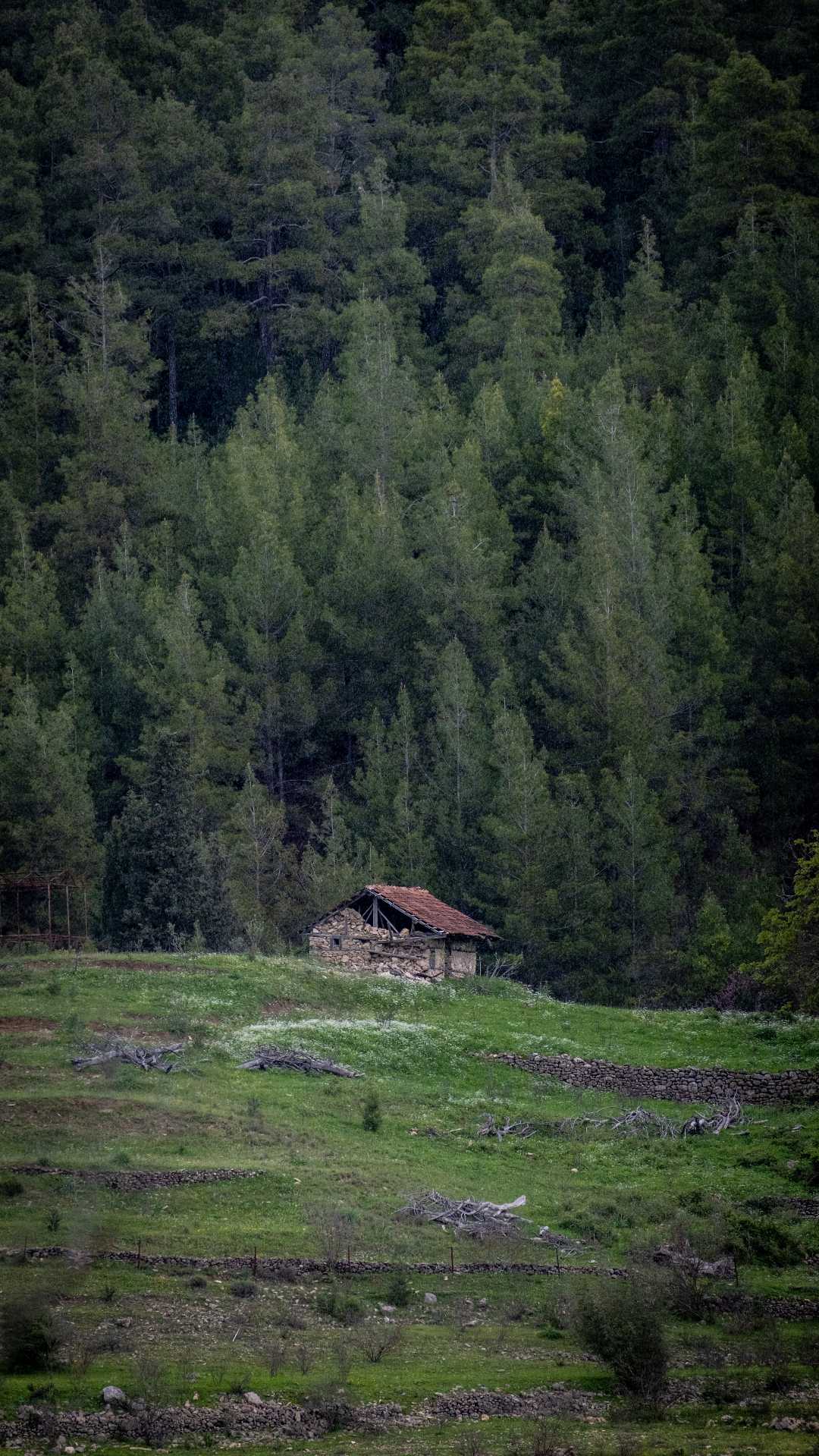 Herkesten nefret ediyorum evi 🌲😊