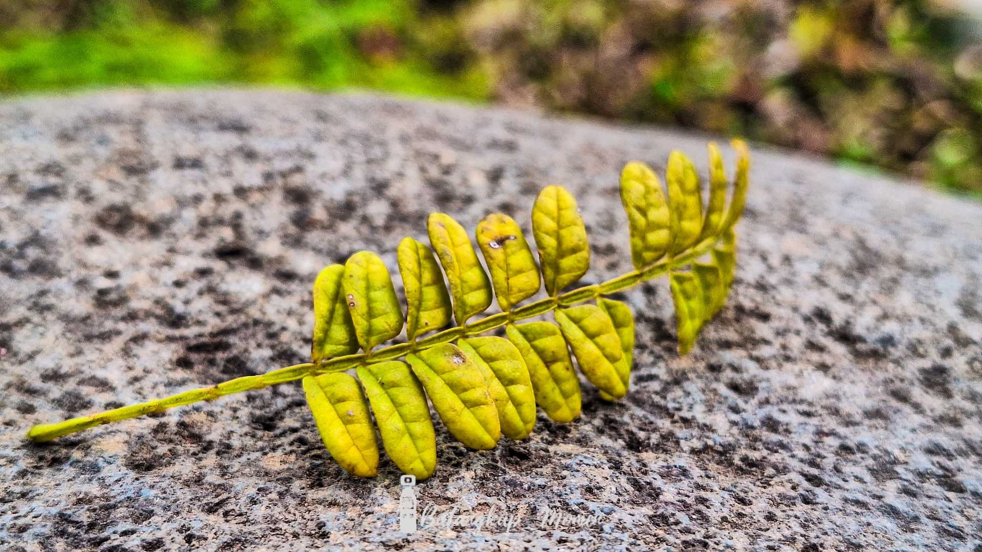 the leaf