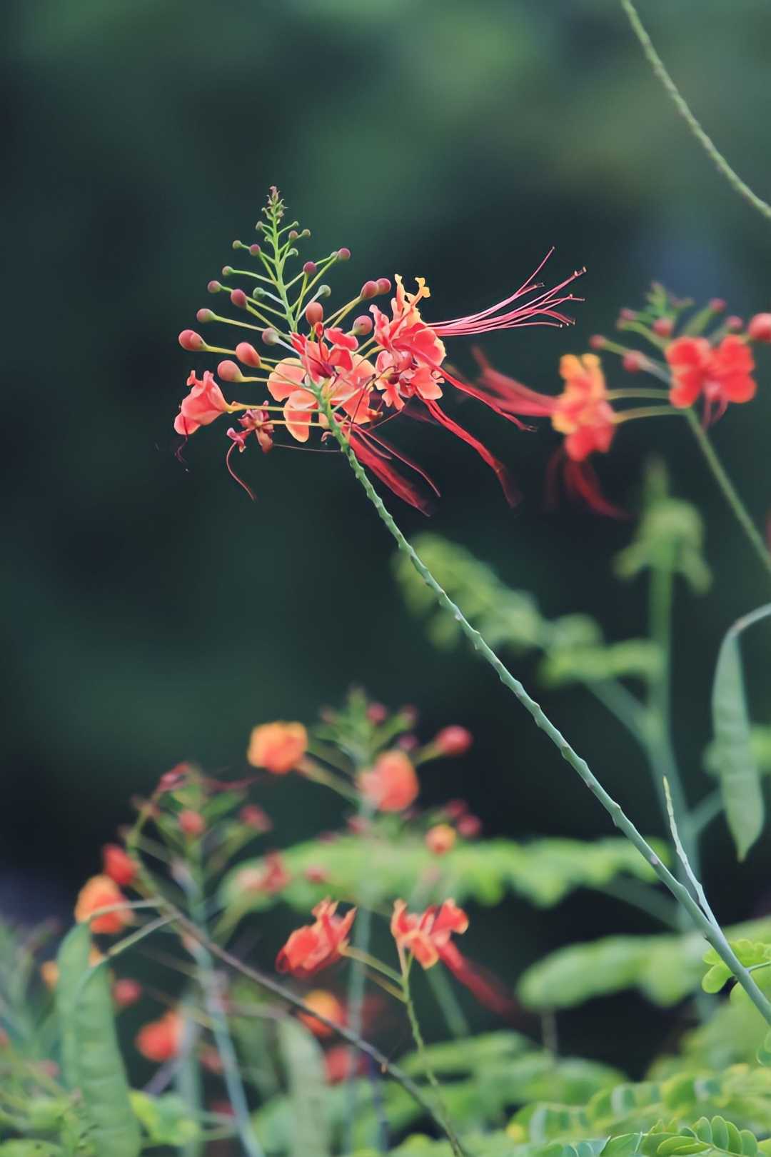 KEMBANG MERAK (Caesalpinia pulcherrima)