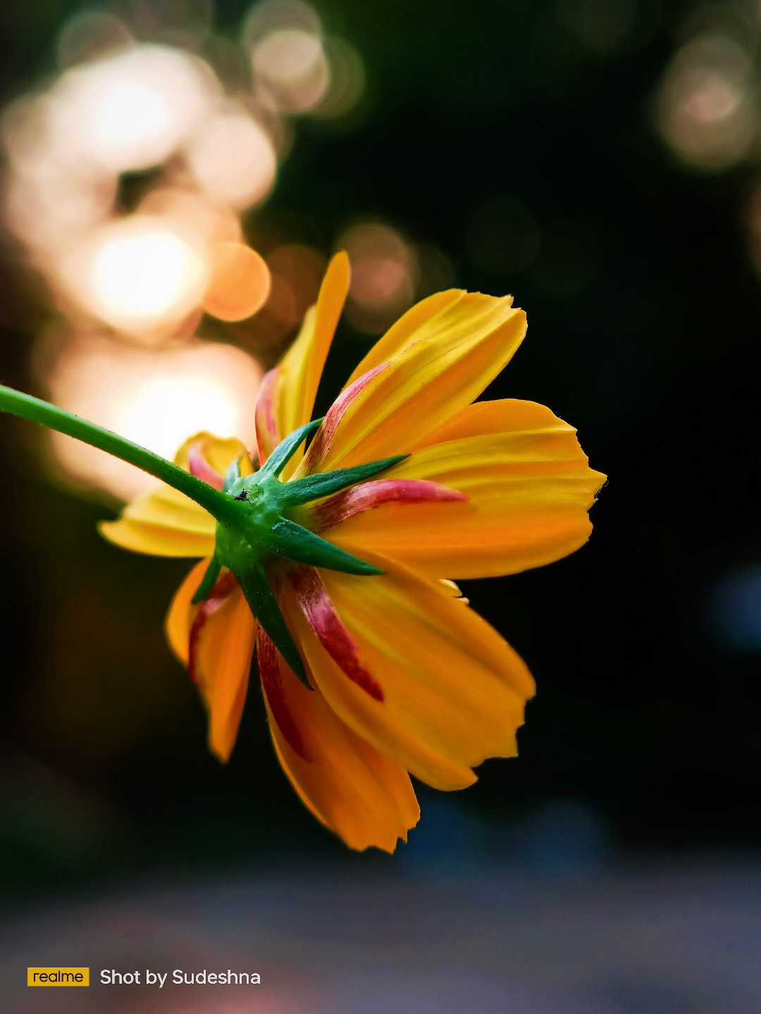 Cosmos 🏵️