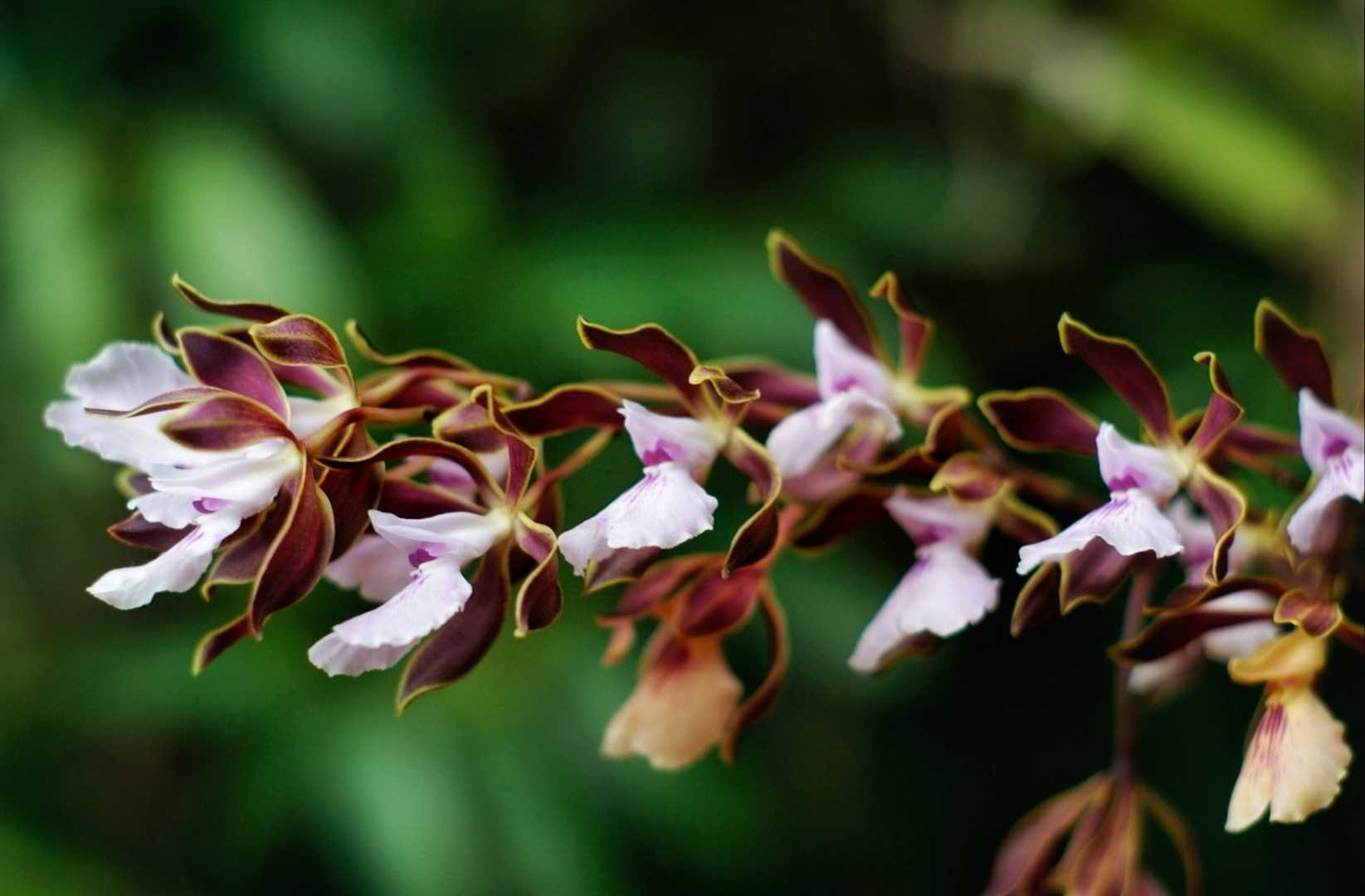 Jardín botánico 