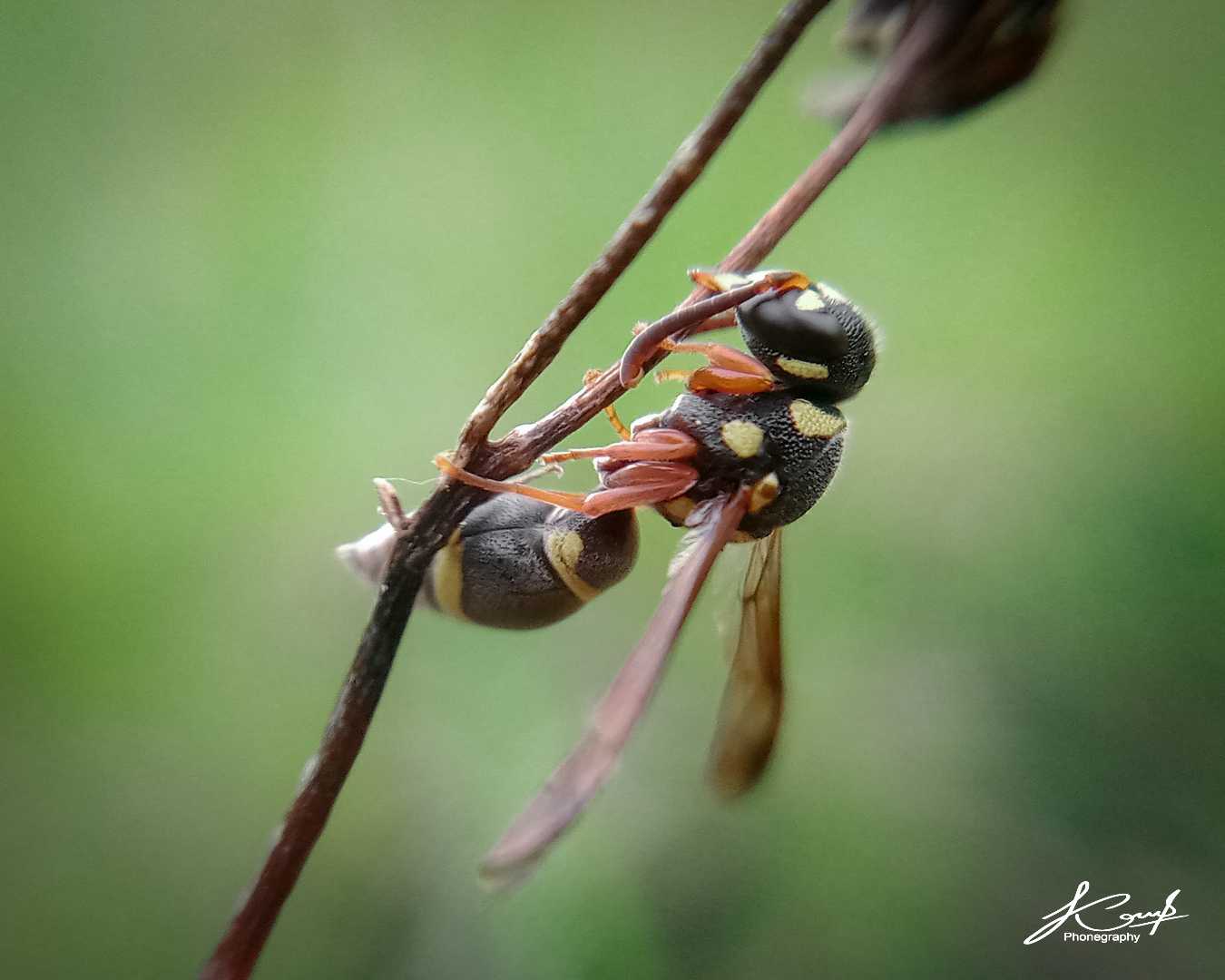 Stenodynerus