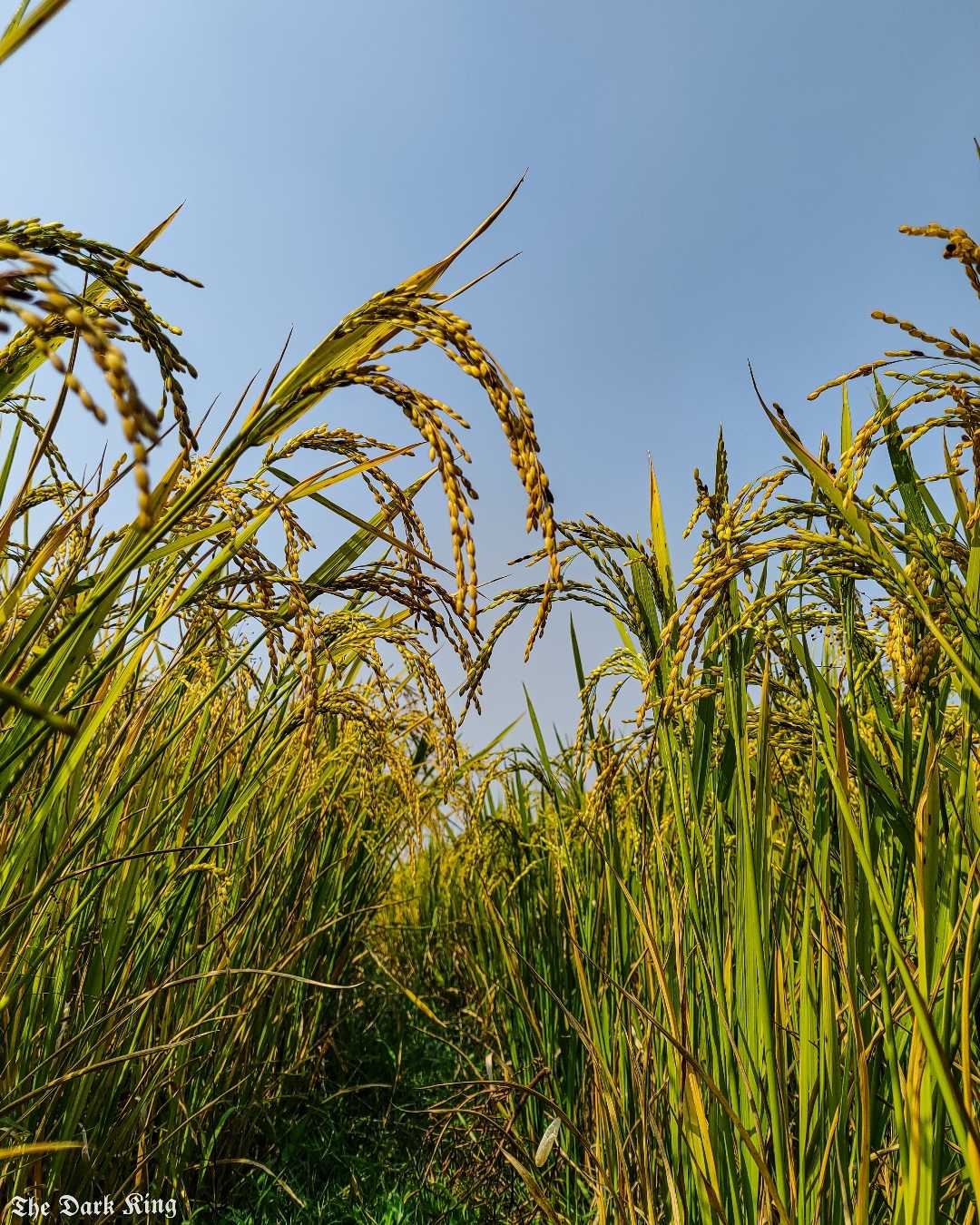🌾🌾🌾🌾