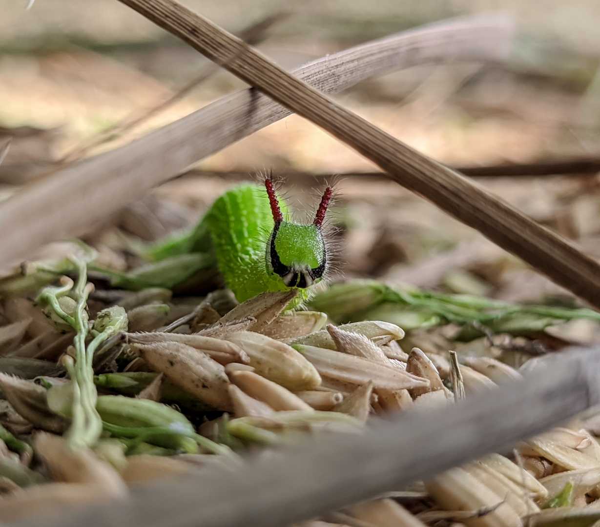 Macro 