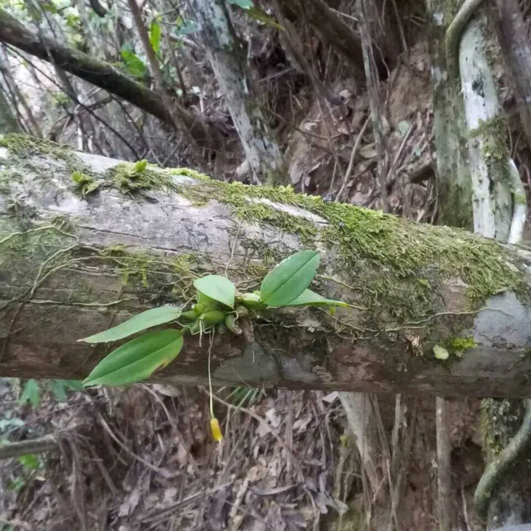 Anggrek Liar