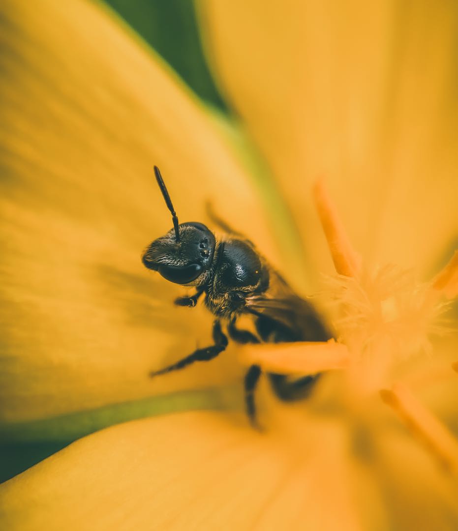 Bee 😍📸