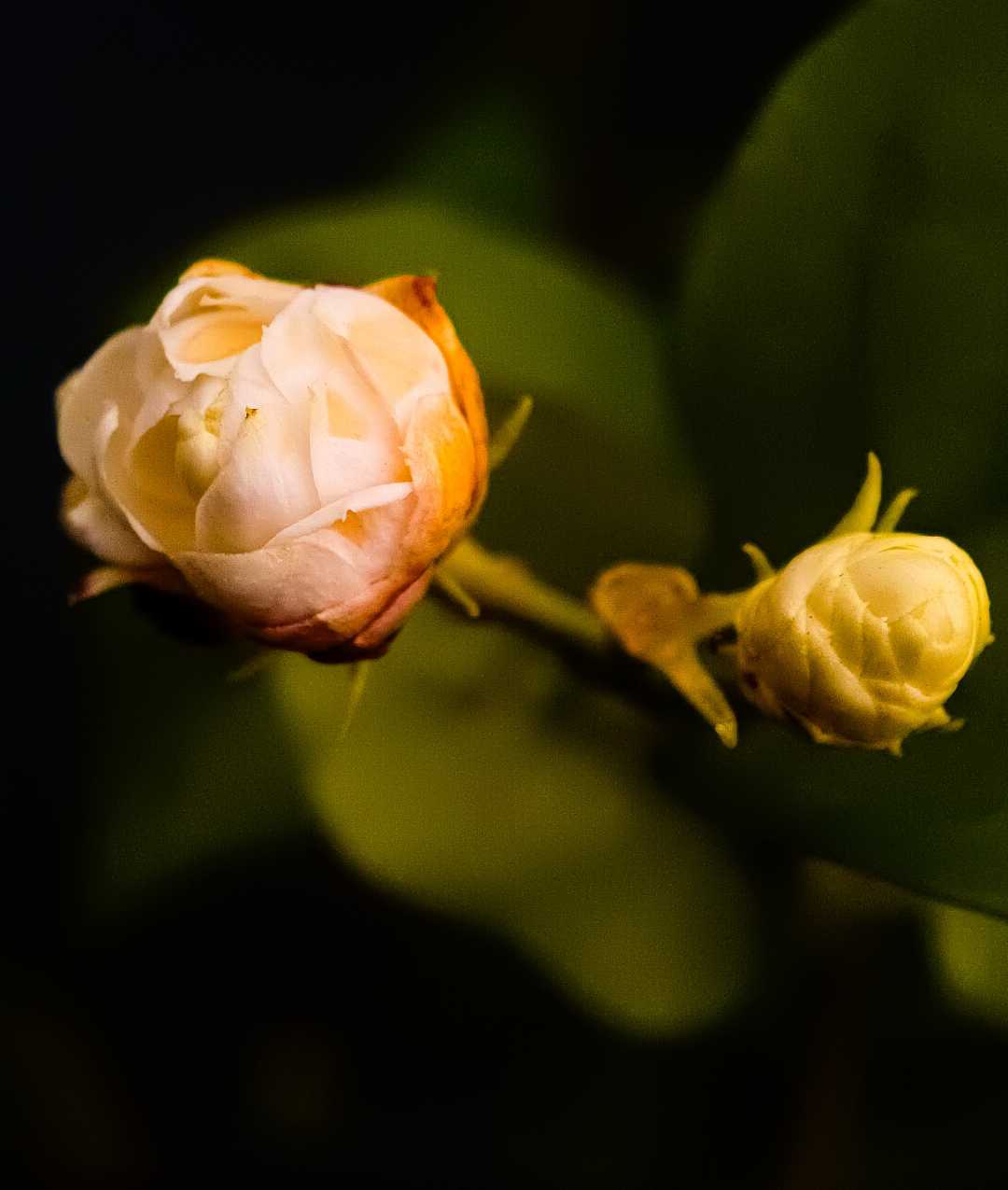 Flowershot