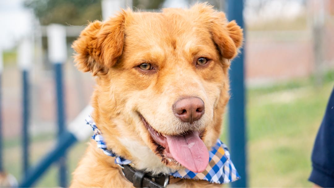 El Perro con la Mirada de un Actor Mexicano
