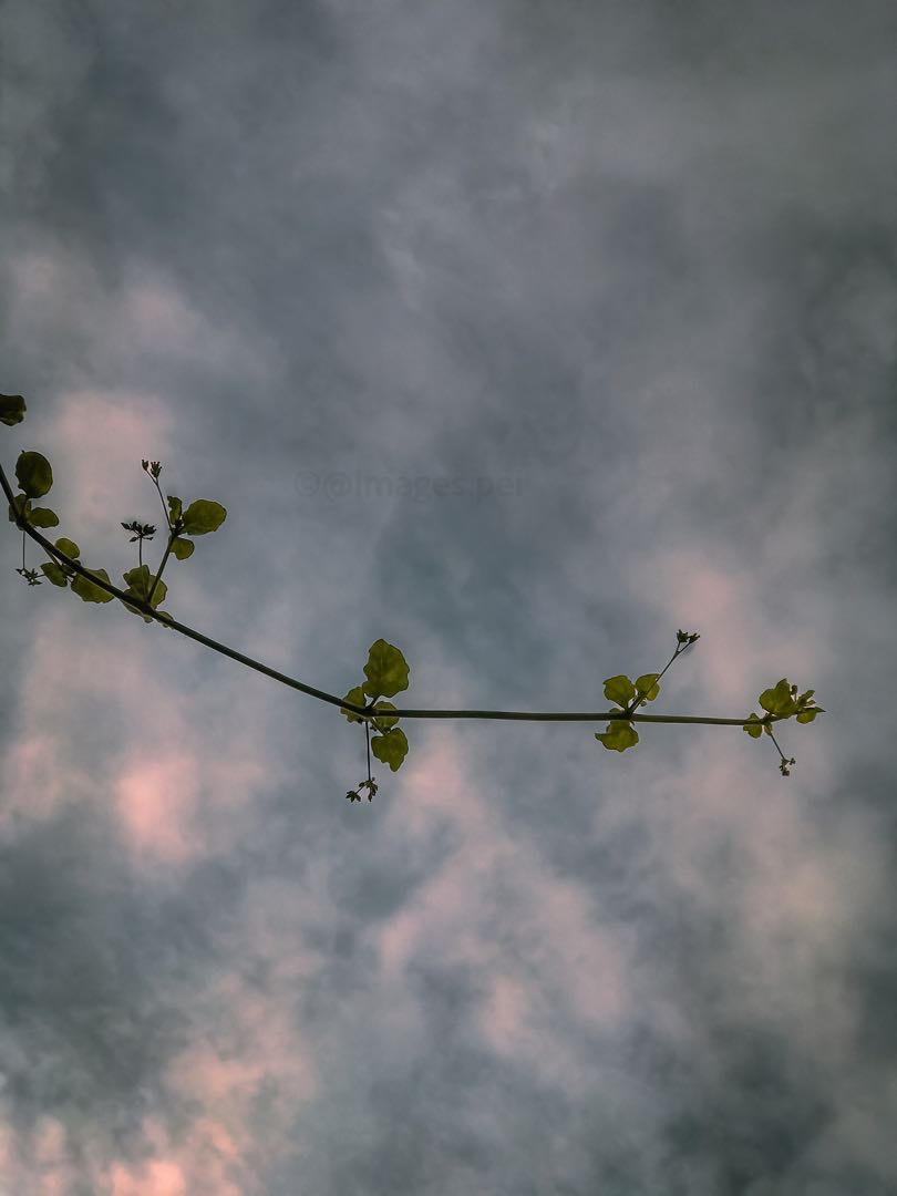 Growing throughout the conditions.🍂🌿