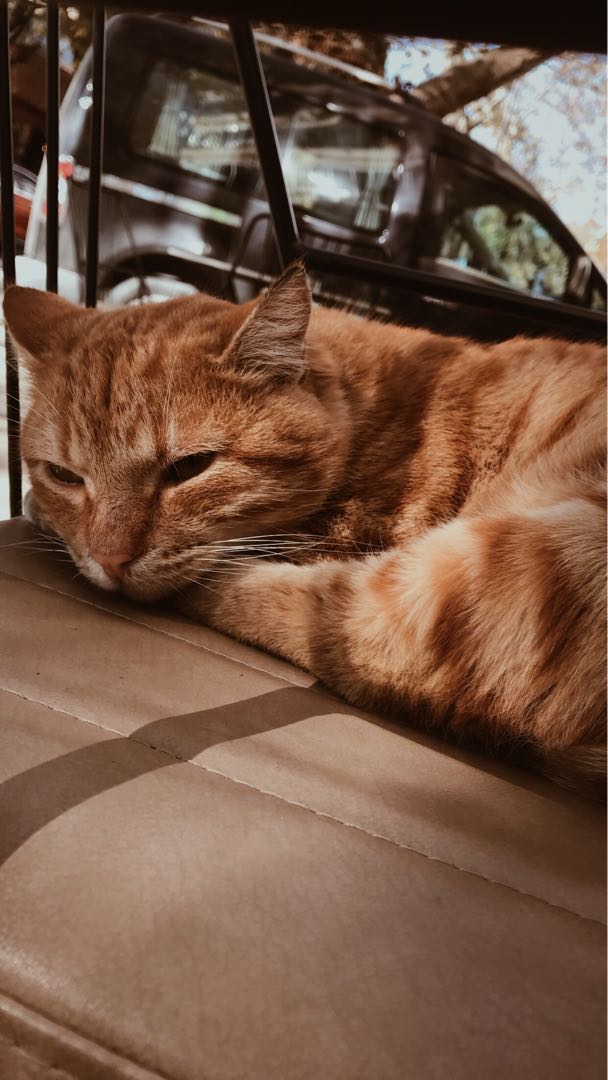 🐱