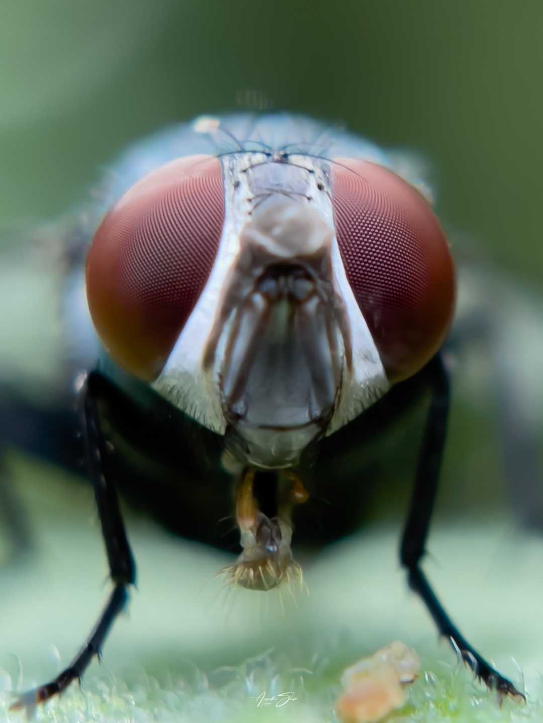 macro photography 
