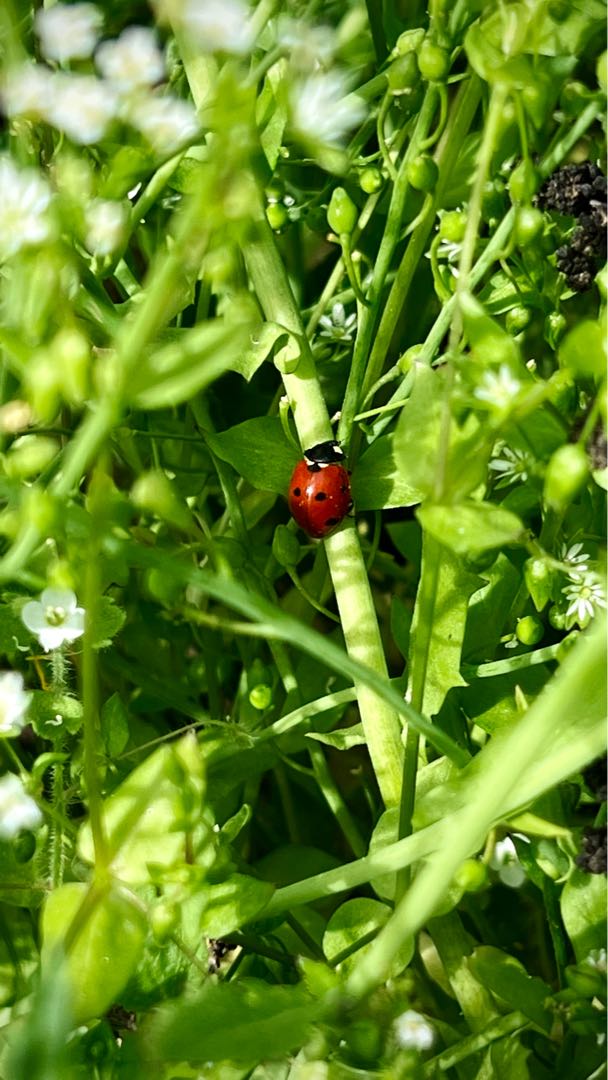 Ladybug 🐞