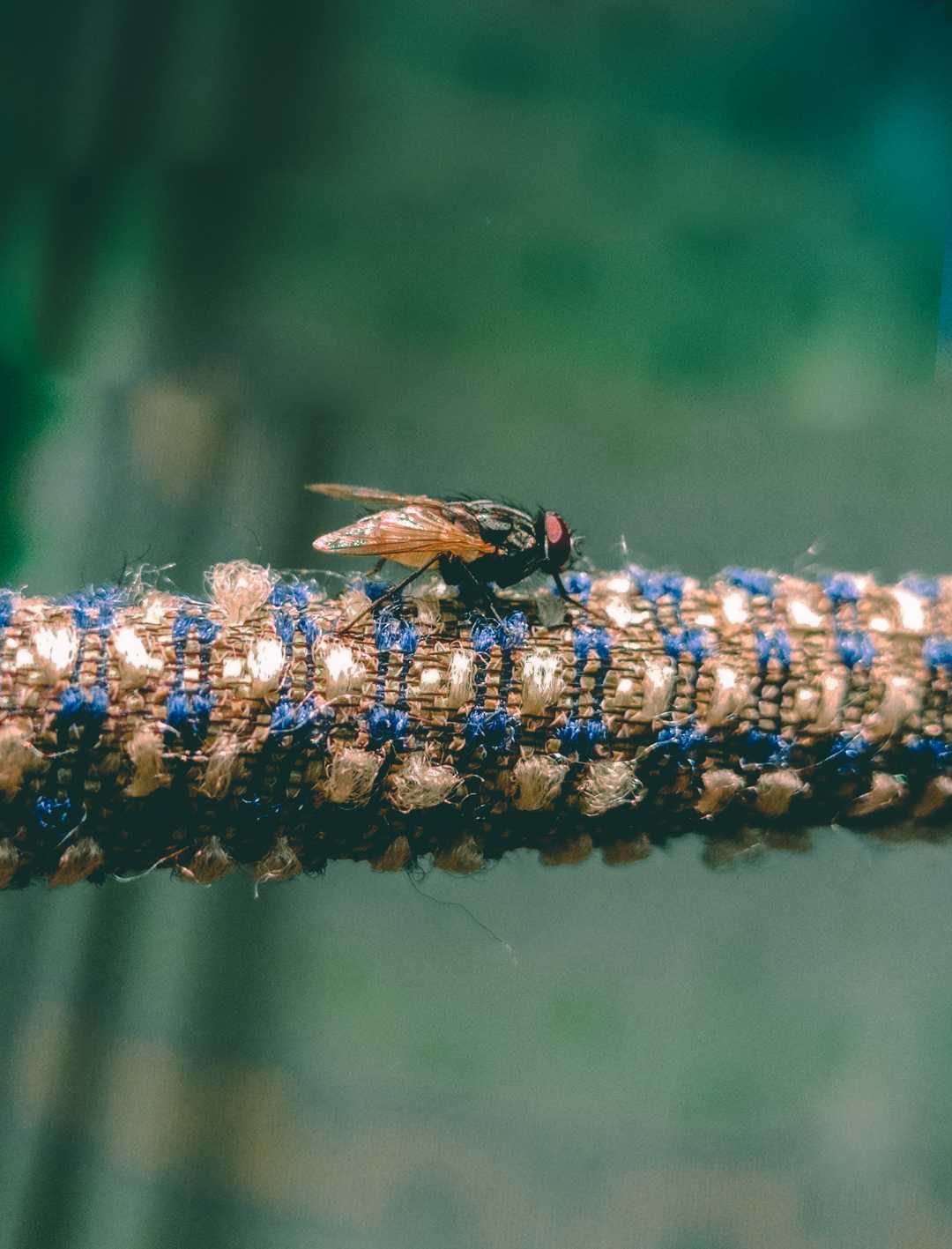 house fly on rope 