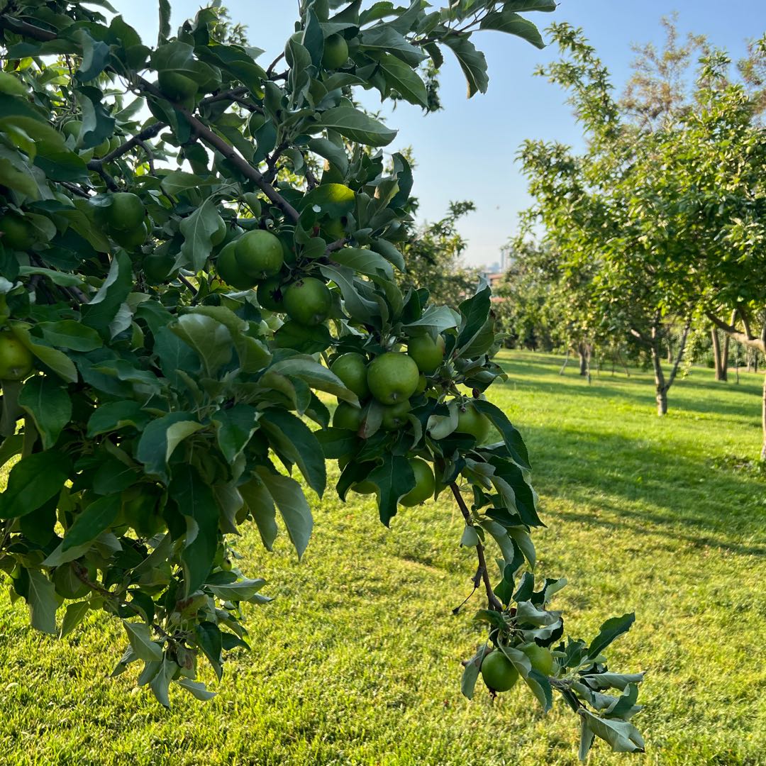 Elma ağacı 🍏