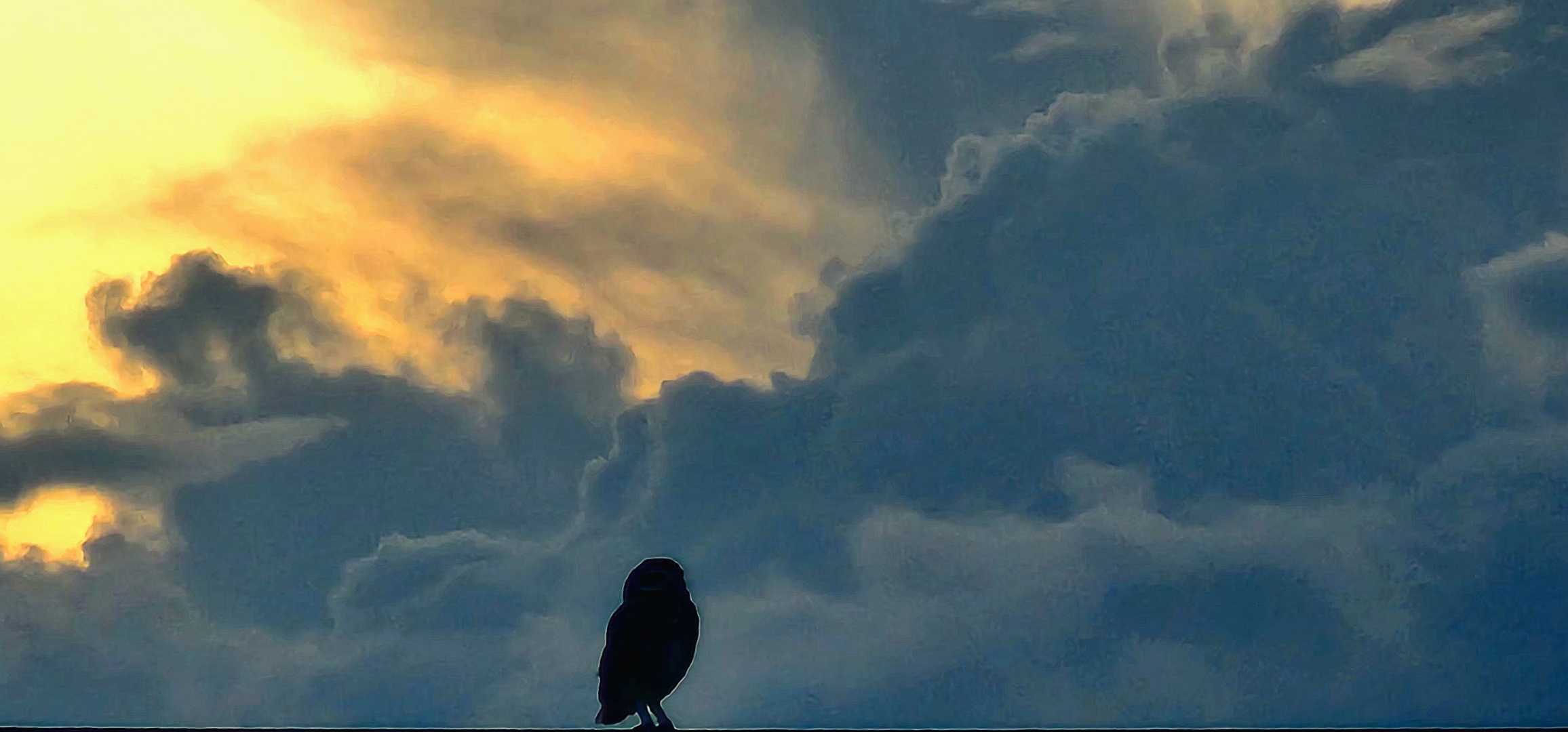 🦉