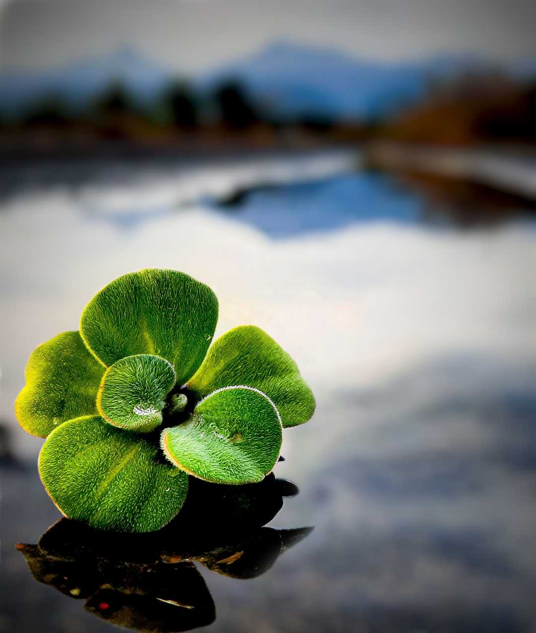Apu-apu (Pistia stratiotes)
