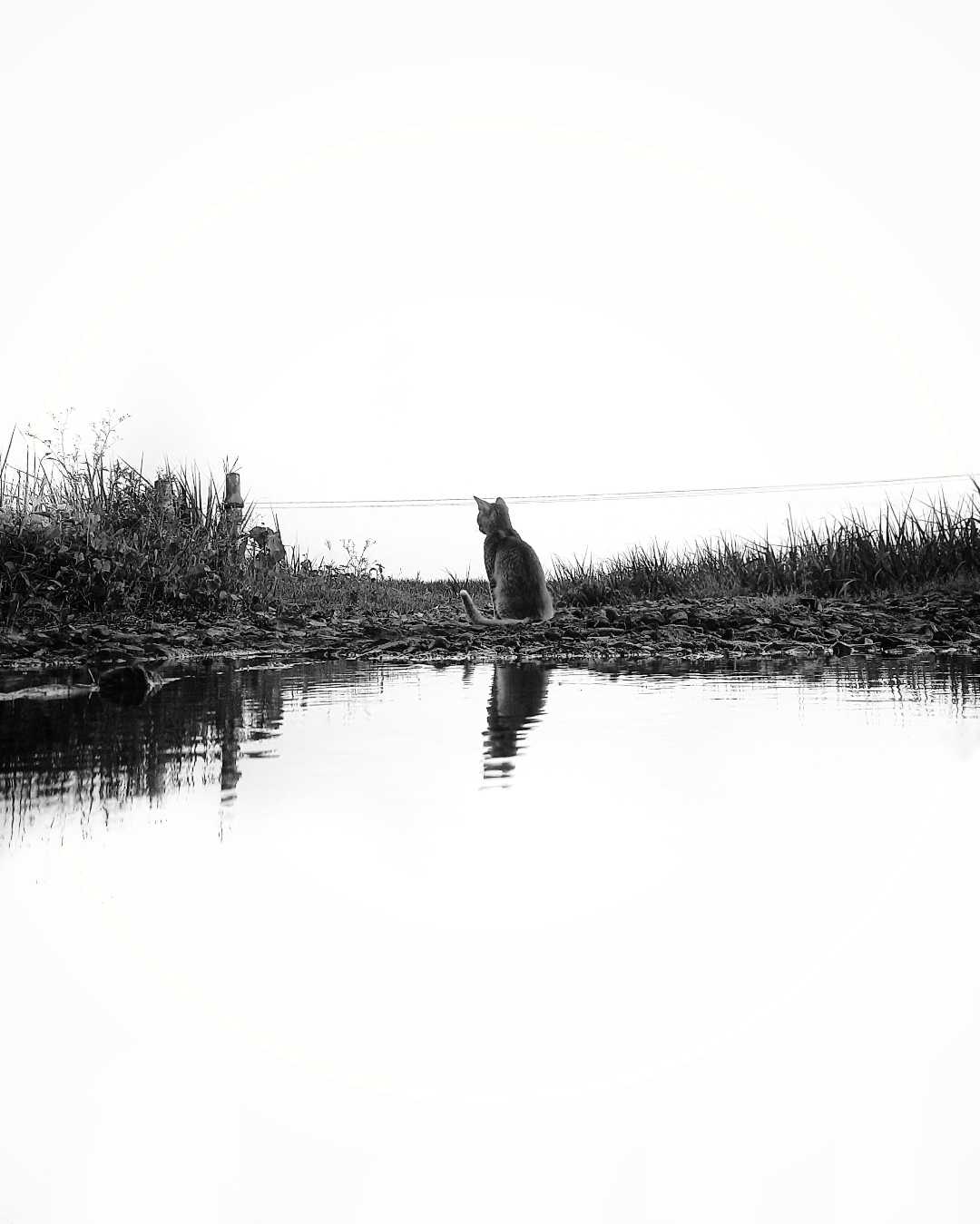 Pet