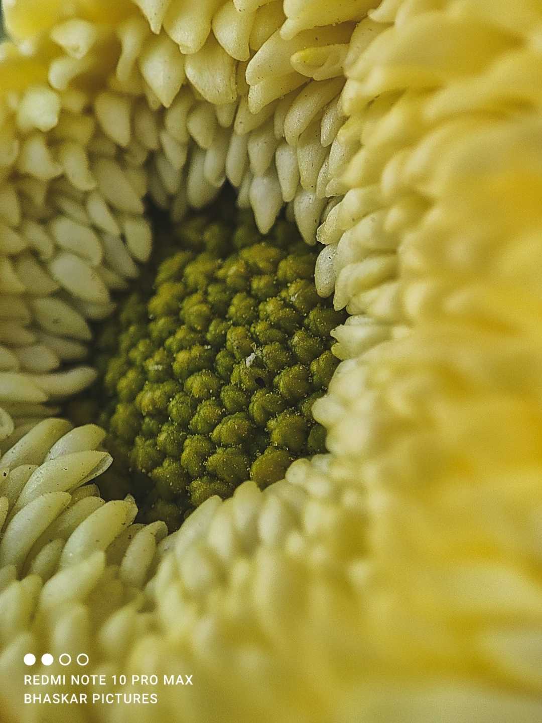 Sunflower 🌻