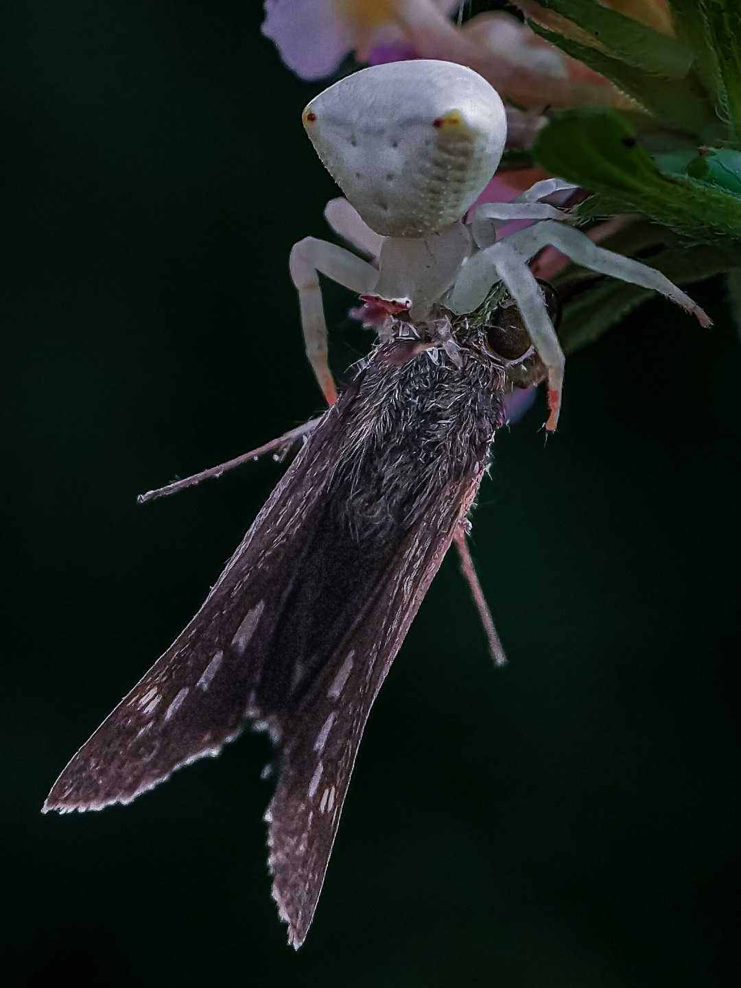 Crab Spider killed a moth