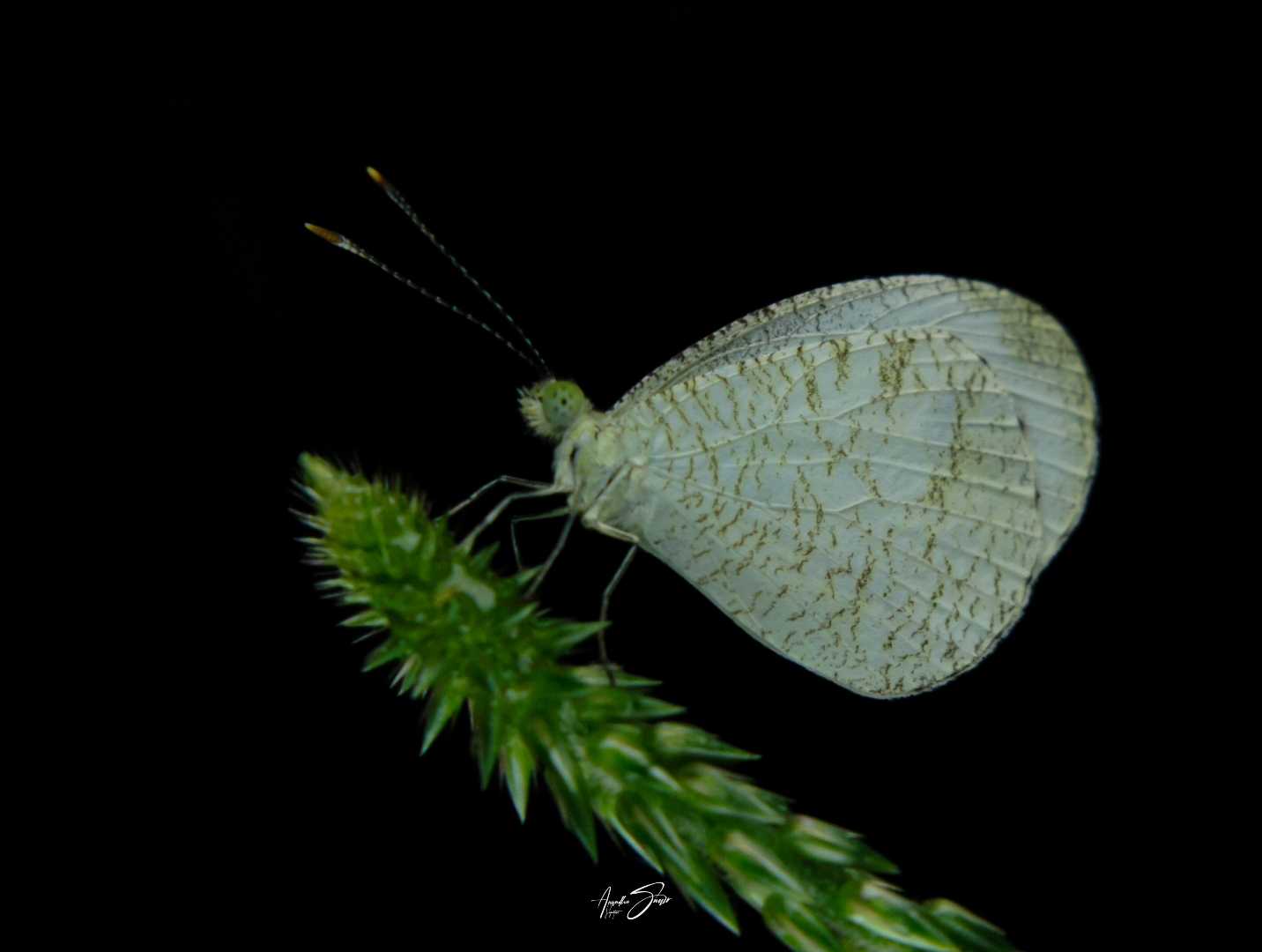 mobile macro photography 