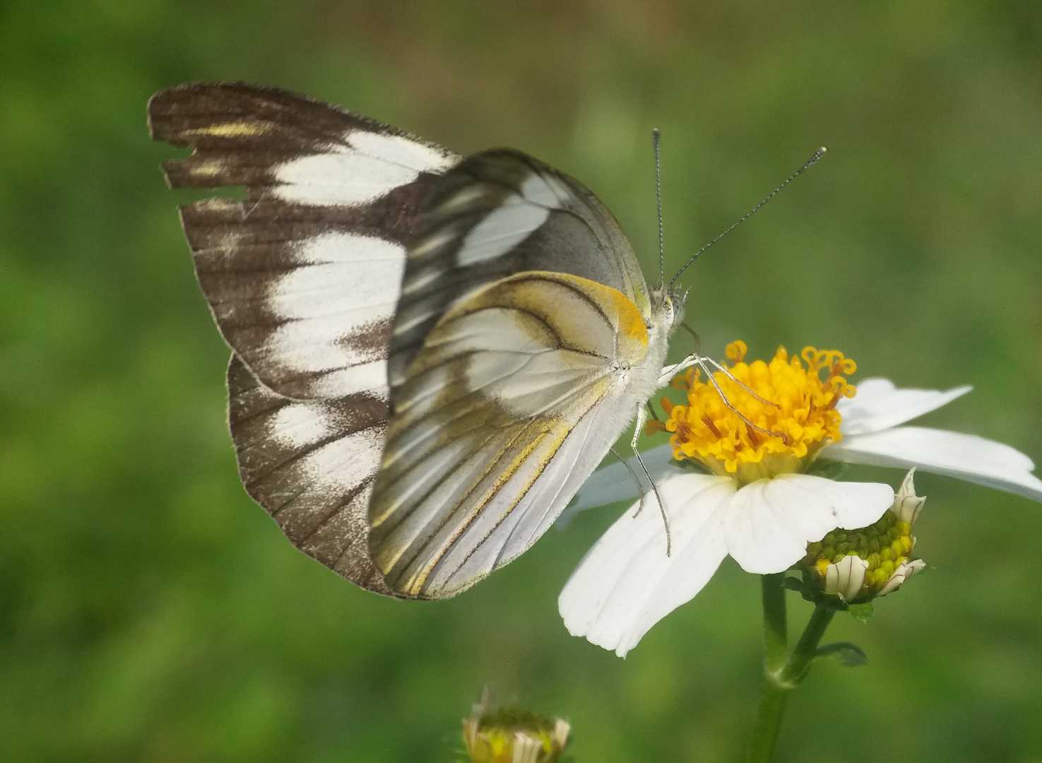 Appias Libythea